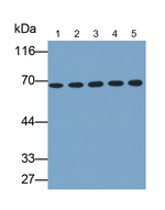 KEAP1 Antibody in Western Blot (WB)