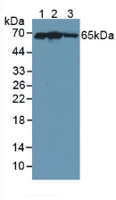 KEAP1 Antibody in Western Blot (WB)