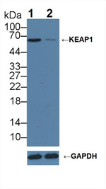 KEAP1 Antibody in Western Blot (WB)