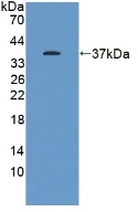 KEAP1 Antibody in Western Blot (WB)