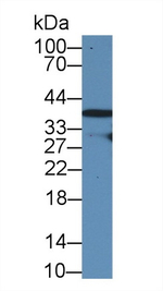 RAD51 Antibody in Western Blot (WB)
