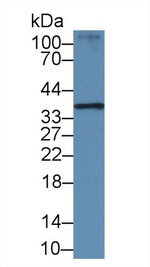 RAD51 Antibody in Western Blot (WB)