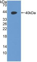 RAD51 Antibody in Western Blot (WB)