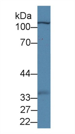 MYPN Antibody in Western Blot (WB)