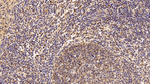 PTMA Polyclonal Antibody