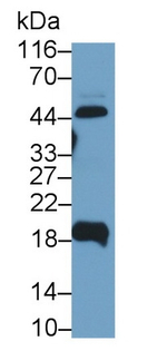 UPK2 Antibody in Western Blot (WB)