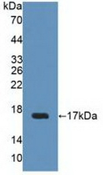 UPK2 Antibody in Western Blot (WB)