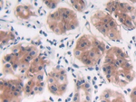 PTPRB Antibody in Immunohistochemistry (Paraffin) (IHC (P))