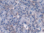 PTPRB Antibody in Immunohistochemistry (Paraffin) (IHC (P))