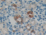 HAMP Antibody in Immunohistochemistry (Paraffin) (IHC (P))