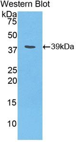 HAMP Antibody in Western Blot (WB)