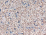 IFN epsilon Antibody in Immunohistochemistry (Paraffin) (IHC (P))
