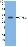 GPX6 Antibody in Western Blot (WB)