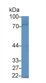 PAK4 Antibody in Western Blot (WB)