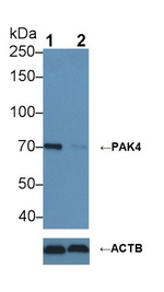 PAK4 Antibody in Western Blot (WB)