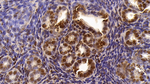 LXR beta Antibody in Immunohistochemistry (Paraffin) (IHC (P))