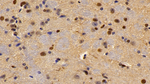 LXR beta Polyclonal Antibody