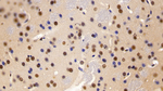 LXR beta Antibody in Immunohistochemistry (Paraffin) (IHC (P))