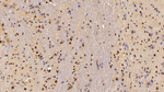 LXR beta Antibody in Immunohistochemistry (Paraffin) (IHC (P))