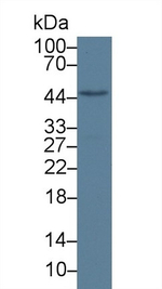 LXR beta Antibody in Western Blot (WB)