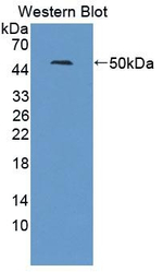 LXR beta Antibody in Western Blot (WB)