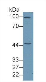 Fibulin 7 Antibody in Western Blot (WB)