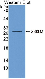 Fibulin 7 Antibody in Western Blot (WB)
