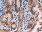 CILP Antibody in Immunohistochemistry (Paraffin) (IHC (P))