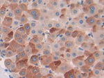 CILP Antibody in Immunohistochemistry (Paraffin) (IHC (P))