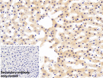 Furin Antibody in Immunohistochemistry (Paraffin) (IHC (P))