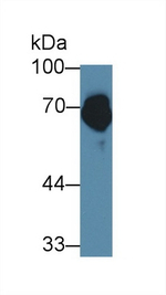 Furin Antibody in Western Blot (WB)
