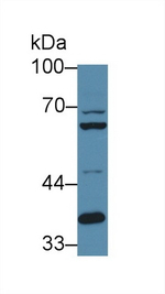 Furin Antibody in Western Blot (WB)