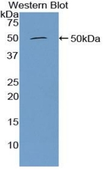 Furin Antibody in Western Blot (WB)