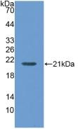 MGAM Antibody in Western Blot (WB)