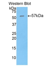 Thrombospondin 4 Polyclonal Antibody