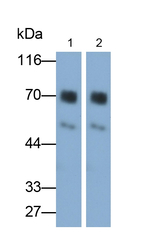 HSF1 Antibody in Western Blot (WB)