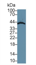 SMAD3 Antibody in Western Blot (WB)