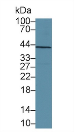 SMAD3 Antibody in Western Blot (WB)