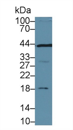 SMAD3 Antibody in Western Blot (WB)