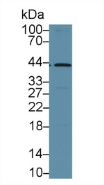 SMAD3 Antibody in Western Blot (WB)