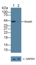 SMAD3 Polyclonal Antibody