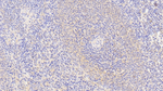 S100Z Antibody in Immunohistochemistry (Paraffin) (IHC (P))