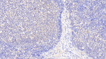 S100Z Polyclonal Antibody