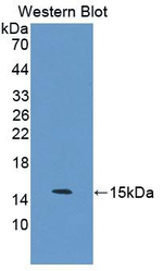 S100Z Antibody in Western Blot (WB)