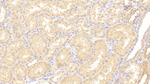 ADAMTS9 Antibody in Immunohistochemistry (Paraffin) (IHC (P))