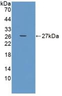 ADAMTS9 Antibody in Western Blot (WB)