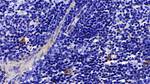 Human IgG4 Antibody in Immunohistochemistry (Paraffin) (IHC (P))