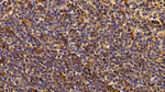 Human IgG4 Antibody in Immunohistochemistry (Paraffin) (IHC (P))
