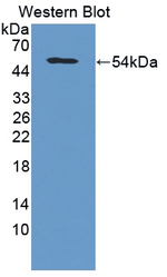 COL5A2 Polyclonal Antibody