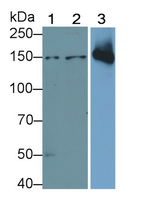 Thrombospondin 1 Antibody in Western Blot (WB)